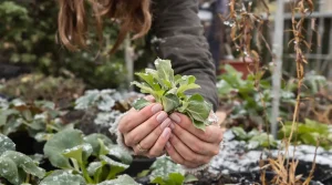 Elle passe l’hiver dehors et finit dans vos assiettes : la plante rustique qu’on devrait tous semer